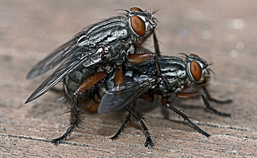 red_tailed_flesh_fly04